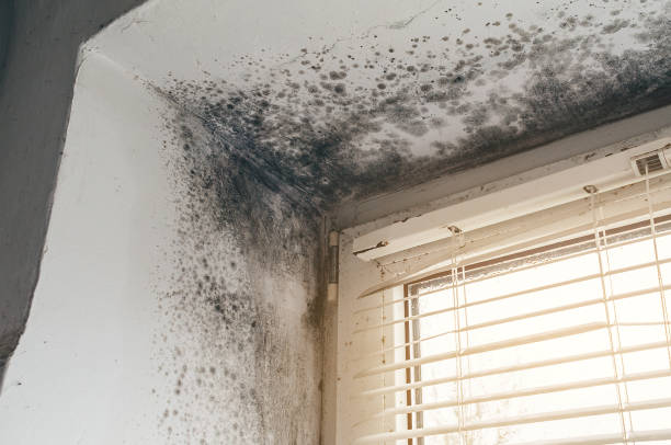 Affordable Black Mold Remediation solutions in Nicholls, GA